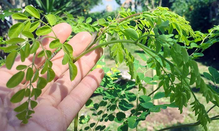 Moringa Çayı Nasıl Yapılır Çayının Faydaları Zayıflatırmı Moringa Ağacı Moringa Çayı Nasıl Yapılır Çayının Faydaları Zayıflatırmı Moringa Ağacı